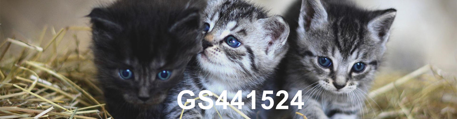 qualità GS-441524 fabbrica